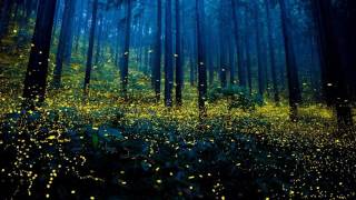 Fireflies Meme