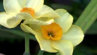 Narcissus Flowers Hd