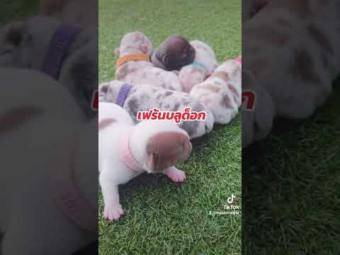 กำลังน่ารักก #มาอุดมฟาร์ม #pets #frenchie