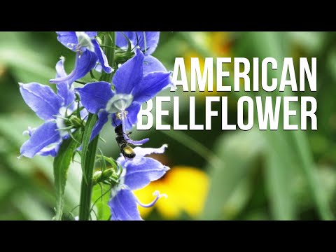 Plant Profiles: Campanulastrum americanum