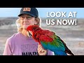 An Update on Jewels The Green Wing Macaw