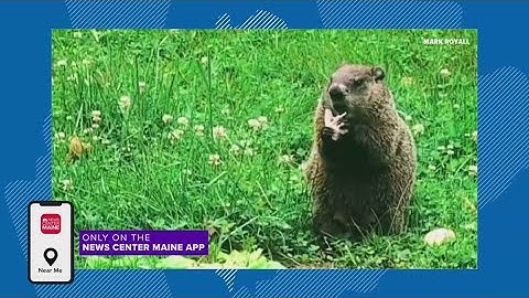 Groundhog stops to enjoy a snack