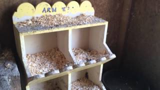 chicken coop shed garden