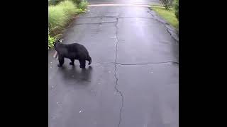 Bear steal amazon delivery from house #shorts