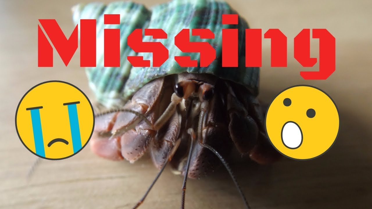 Lost My Hermit Crab