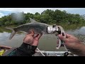 Cari ikan bulan muara lukut