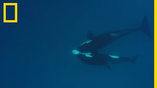 Un groupe d'orques s'attaque à un requin-tigre