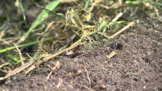 Time Lapse Ants