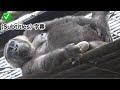 Signs of childbirth ?! Pregnant Genki sways her body while touching her crotch. gorilla