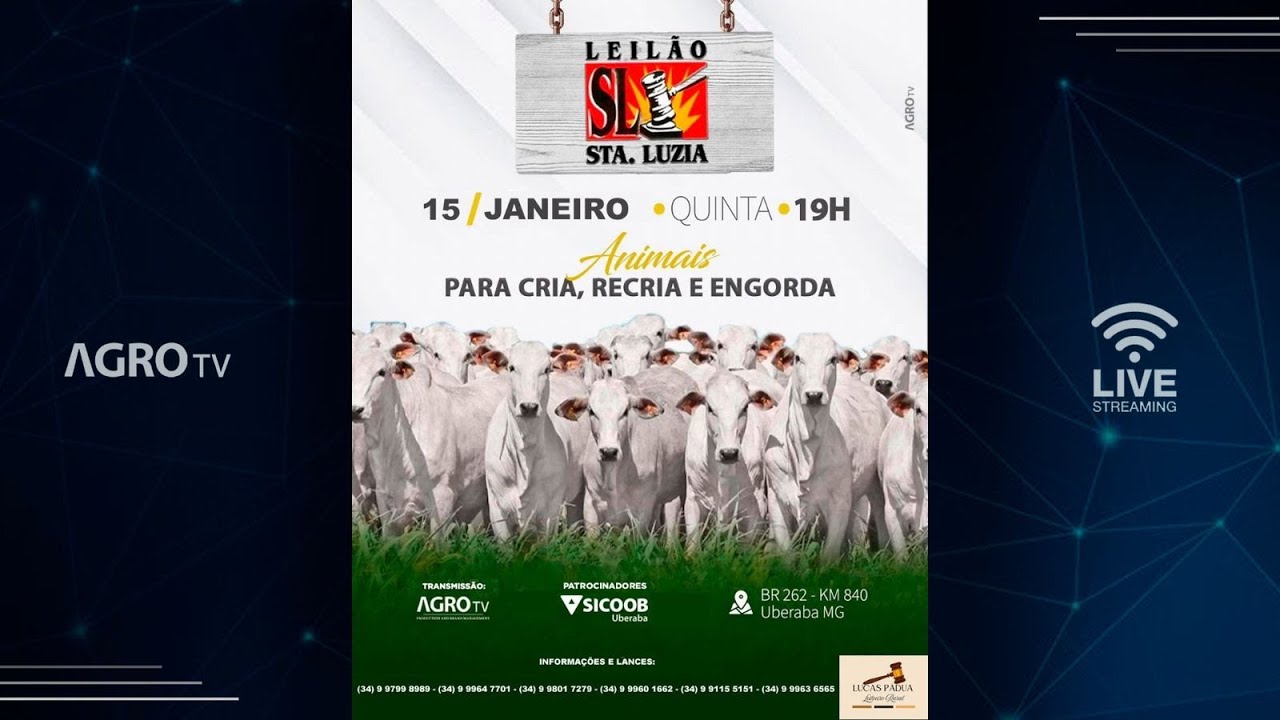 LEILÃO SANTA LUZIA - 15/01/2026
