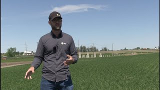 Wheat School: Flag or wait? Timing a fungicide pass