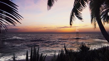 Branches of palm trees and tropical plants in the wind at sunset. Beautiful summer loop background.