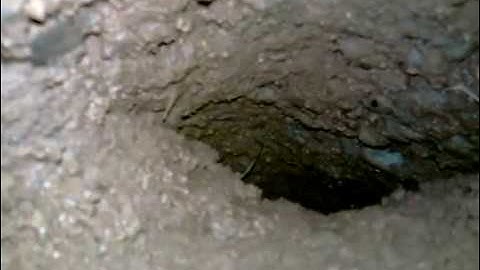 The Gopher Getters, Pocket Gophers and Pool Damage