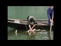 Fischfang auf der Mosel. Teil 2: Giewenschleife, Schleppnetz, Aalschnur, Aalreuse