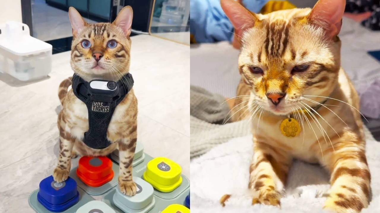 為什麼這麼偏愛八條？一個視頻告訴你答案……八條是憑實力的！