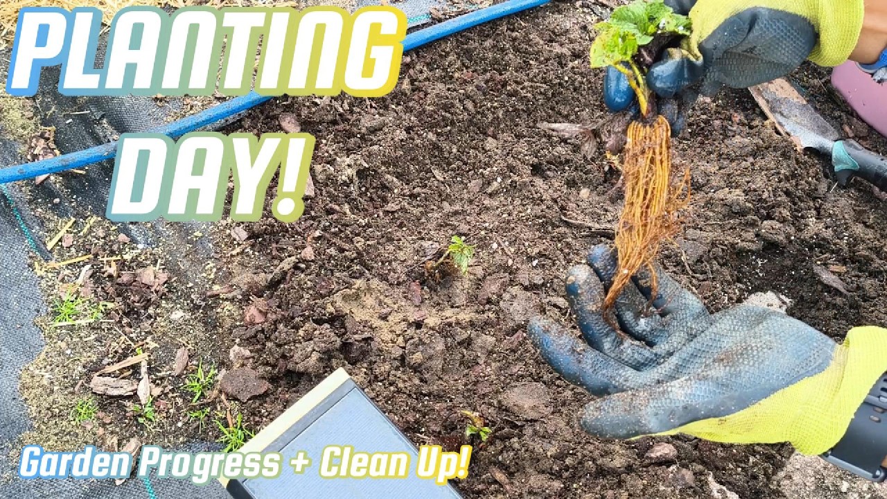 Как посадить клубнику весной | Использование семенных улиток своими руками и обновления для сада