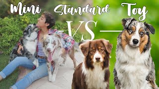 The Difference in STANDARD vs MINI vs TOY AUSTRALIAN SHEPHERDS! | size comparison