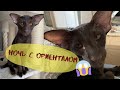 Кошачьи разборки🐈l Кот Ориентал l Смешные коты