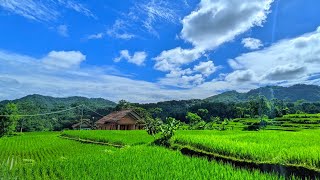 Terlalu Indah?Hanya Ada Dua Rumah Di Tengah Sawah, Seperti Inilah Suasana Pedesaannya