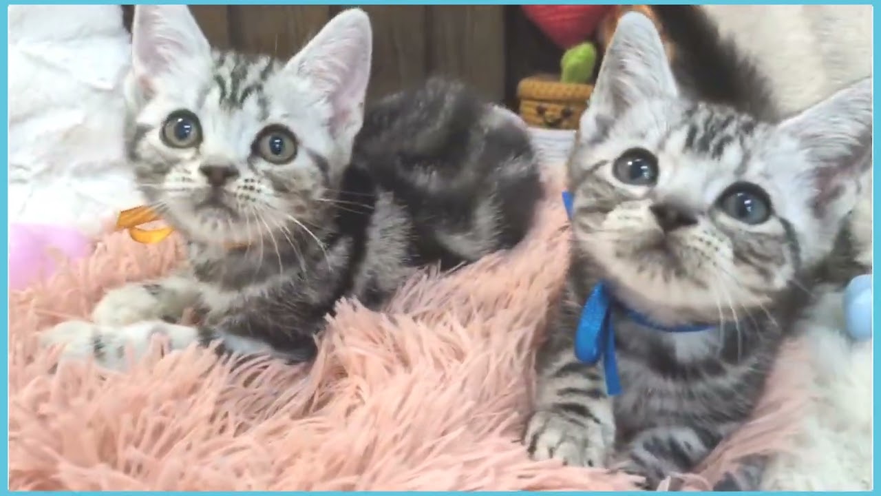 Coo&RIKU No.00744561 アメリカンショートヘアー - YouTube