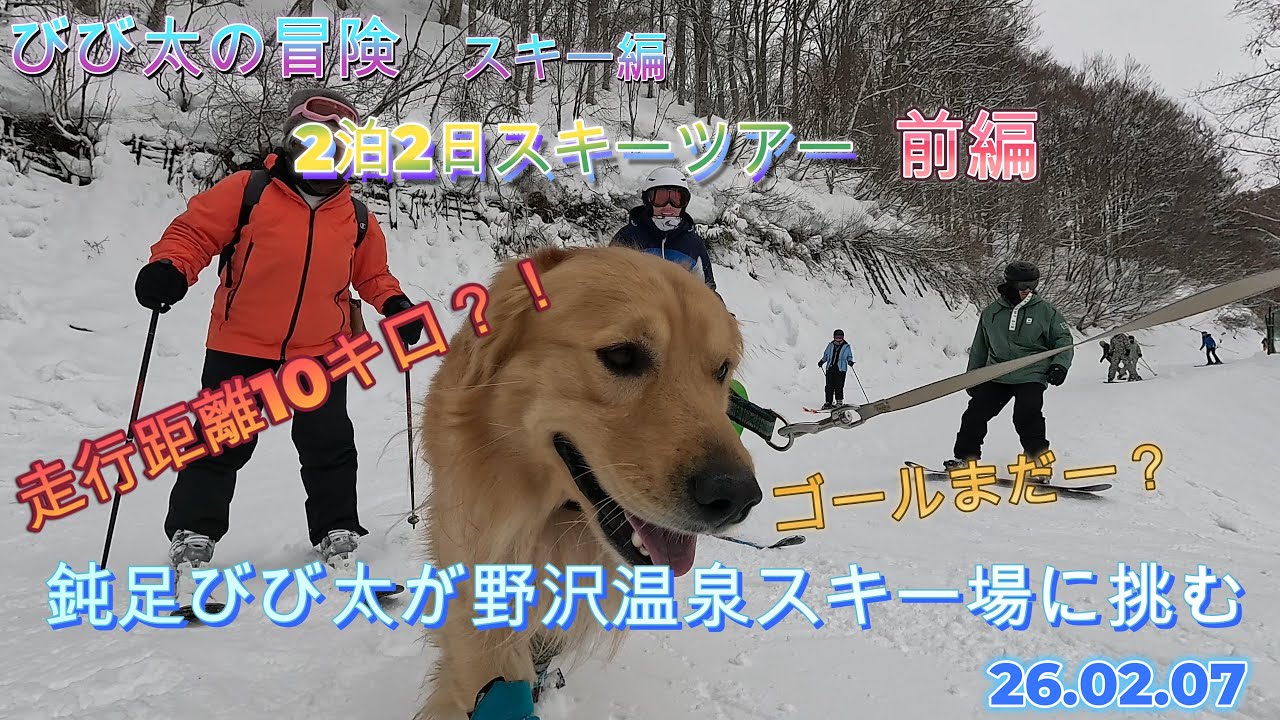 びび太（犬）の冒険　スキー編　野沢温泉スキー場／黒姫高原スノーパーク　２泊２日の旅　前編　26.02.07