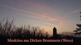 Moskitos Aus Dicken Brummern Weco