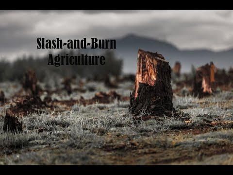 वीडियो: क्या स्लैश एंड बर्न कृषि टिकाऊ है?