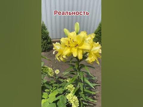Пирамидальная лилия. #Лилия #приколы - YouTube
