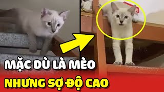 Cô Sen BÓ TAY với bé mèo 'SỢ ĐỘ CAO' khiến họ nhà mèo MẤT MẶT  | Yêu Lu