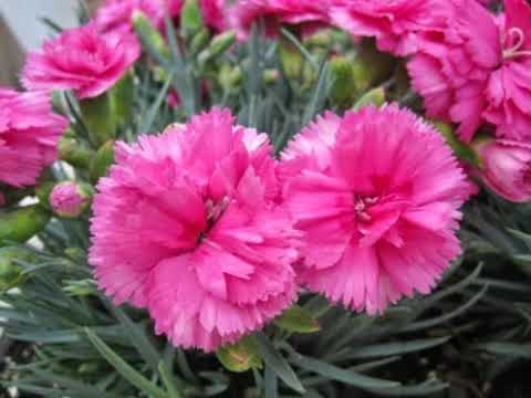 Video: Menanam Benih Carnation - Cara Menanam Bunga Carnation