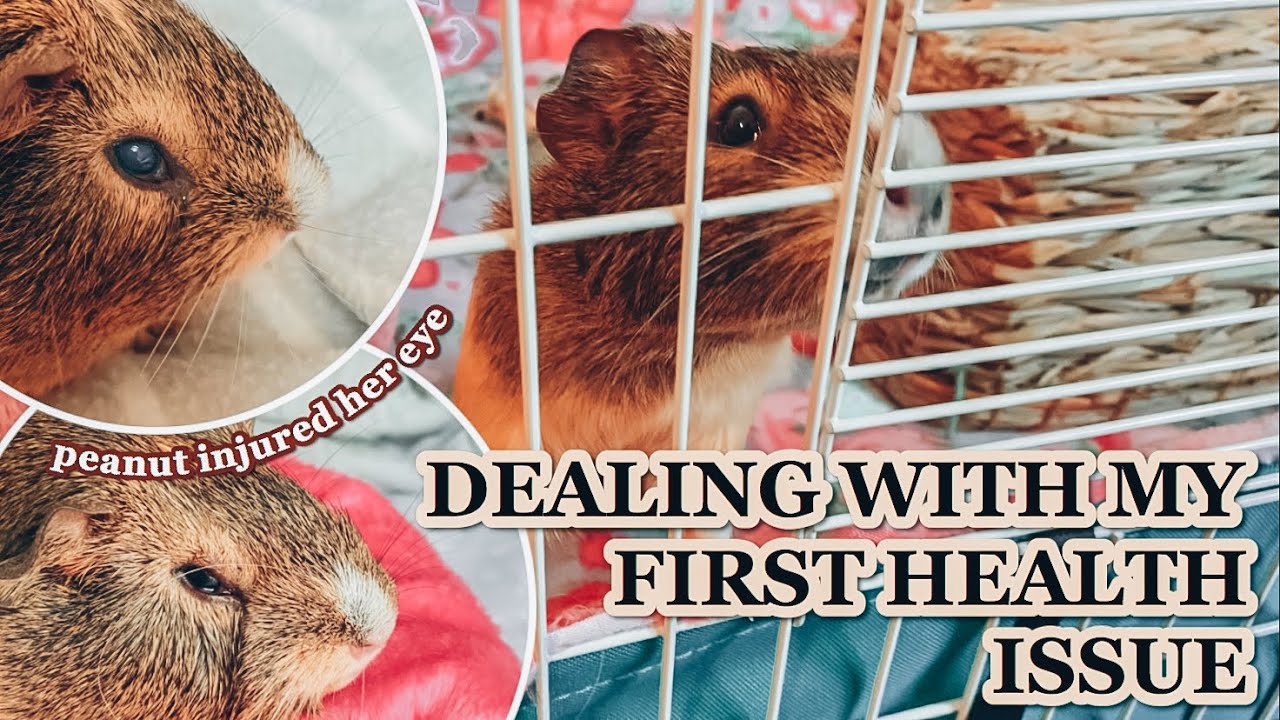 My Guinea Pig Got An Eye Ulcer... YouTube