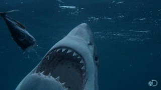 Is There a Serial Killer Shark? | Shark Week 2013 Is There a Serial Killer Shark? | Shark Week 2013