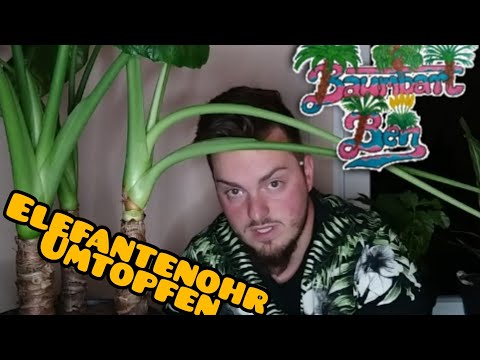 Video: Haben Elefantenohrpflanzen Blumen?