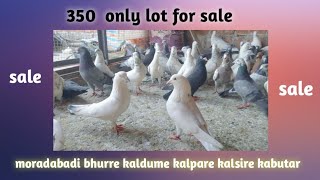 kabutar sale 350₹ ओनली // सारे कबूतर सेल के लिए है 350 ₹ मे // #short #trending