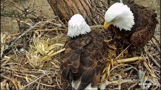 Decorah Eagles 3-16-23, 9:04 am HM in with nesting, insists HD leave, beautiful fly off