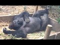 藁を愛するゴリラ兄弟♪弟は藁のプールで遊び、兄は藁のベッドで眠る⭐️Gorilla【京都市動物園】Two brothers playing in the straw and sleeping on i