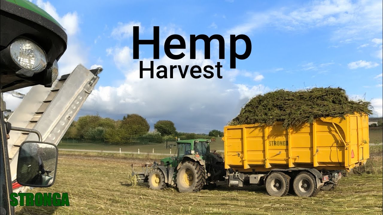 CBD Hemp Harvest | Conveyor Cutter Header | John Deere & Stronga
