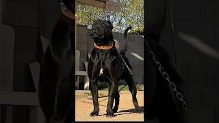 Amazing dogs transformation#dog #shorts #shortsfeed#animals #alabai #canecorso #rottweiler