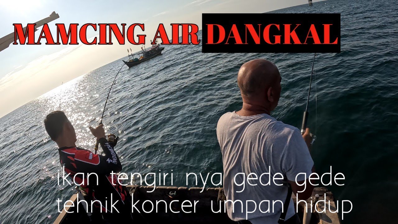MANCING KONCER ‼️ SPOT AIR DANGKAL BANYAK TENGGIRI BABON