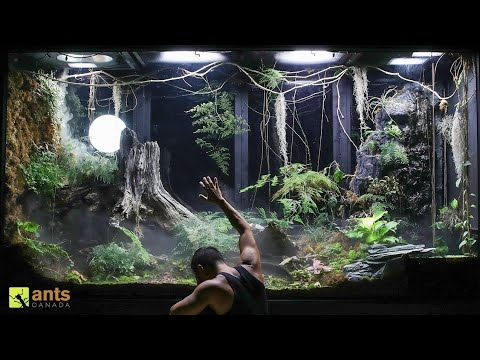 Saying Goodbye to Some Beloved Animals in My Giant Rainforest Vivarium