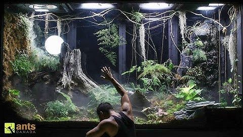 Saying Goodbye to Some Beloved Animals in My Giant Rainforest Vivarium