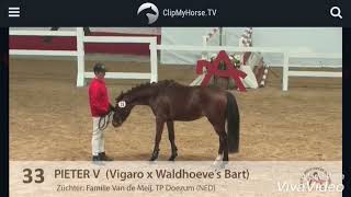 Pieter V Reitpony Deckhengst