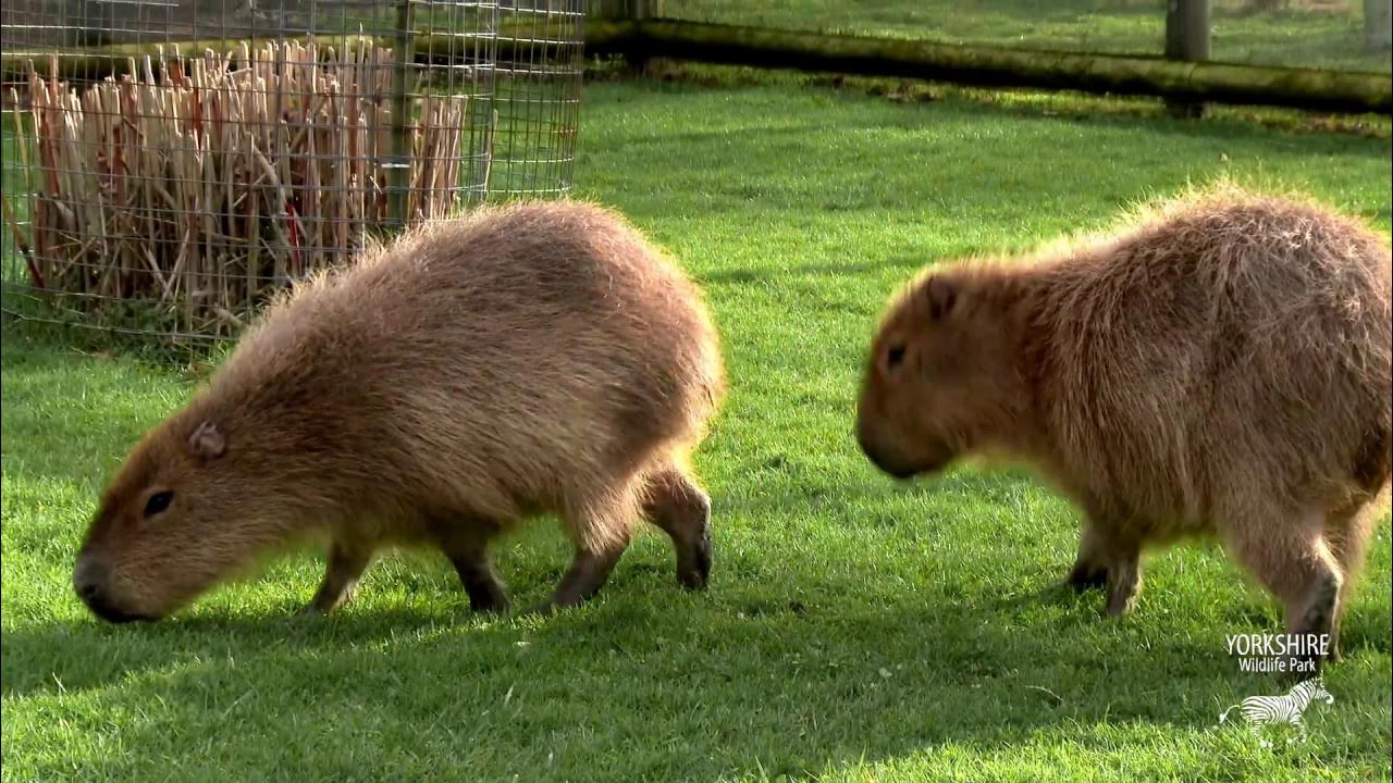 World's largest rodent arrives at 'South America Viva!' - YouTube