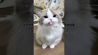 Download Lagu #cute #cat#tabolabale #cover #dj #dance MP3