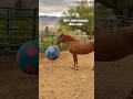 🤣The sass at the end! 🤣🤣 #horse #mustang #curly #equestrian #funnyanimals #sassy