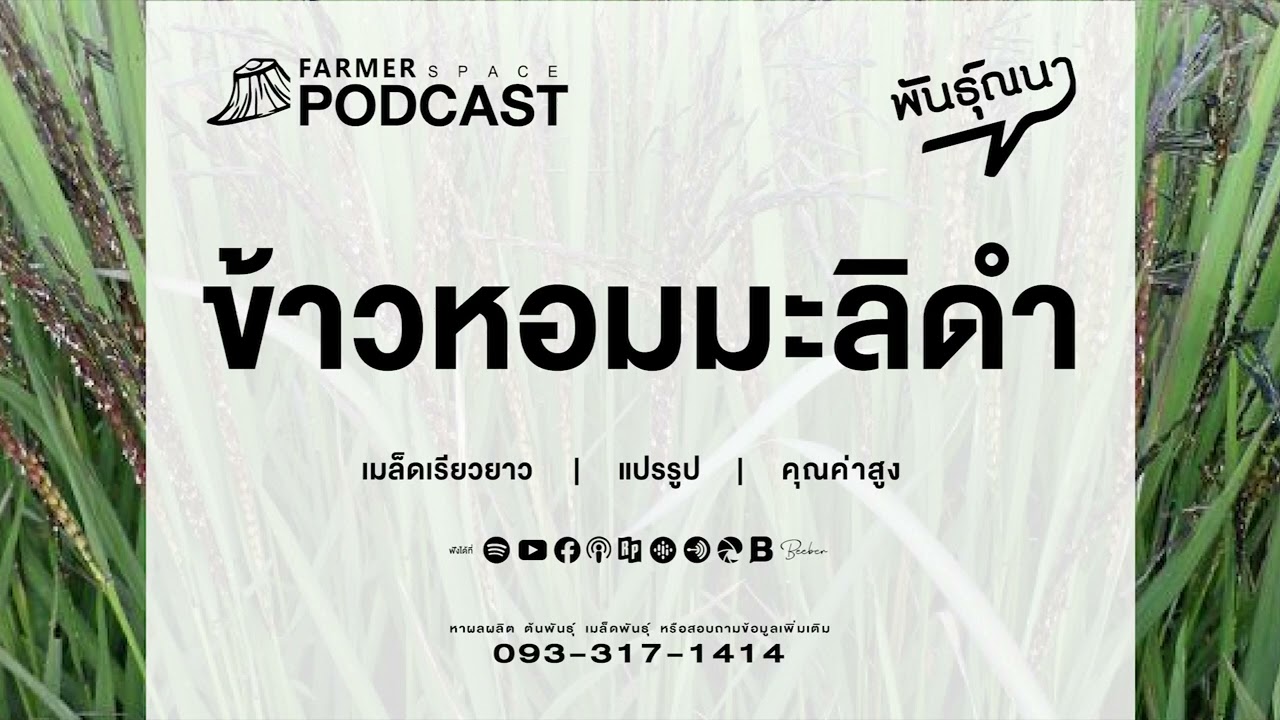 ข้าวหอมมะลิดำ 【พันธุ์ณนา】