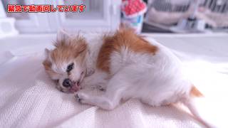 チョッピ頑張れ!!!あきらかに様子が変です・・・