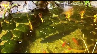 Relax by the fish pond part 10