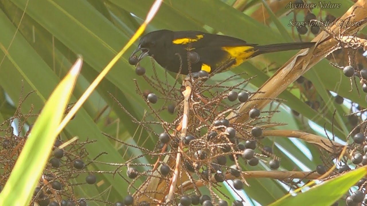 null hypothesis #Oriole À Capuchon Noir / Black-Cowled #Oriole #OiseauxDeCuba #AventureNature