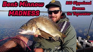 Bent Minnow MADNESS - BIG Gippsland Bream On Topwater